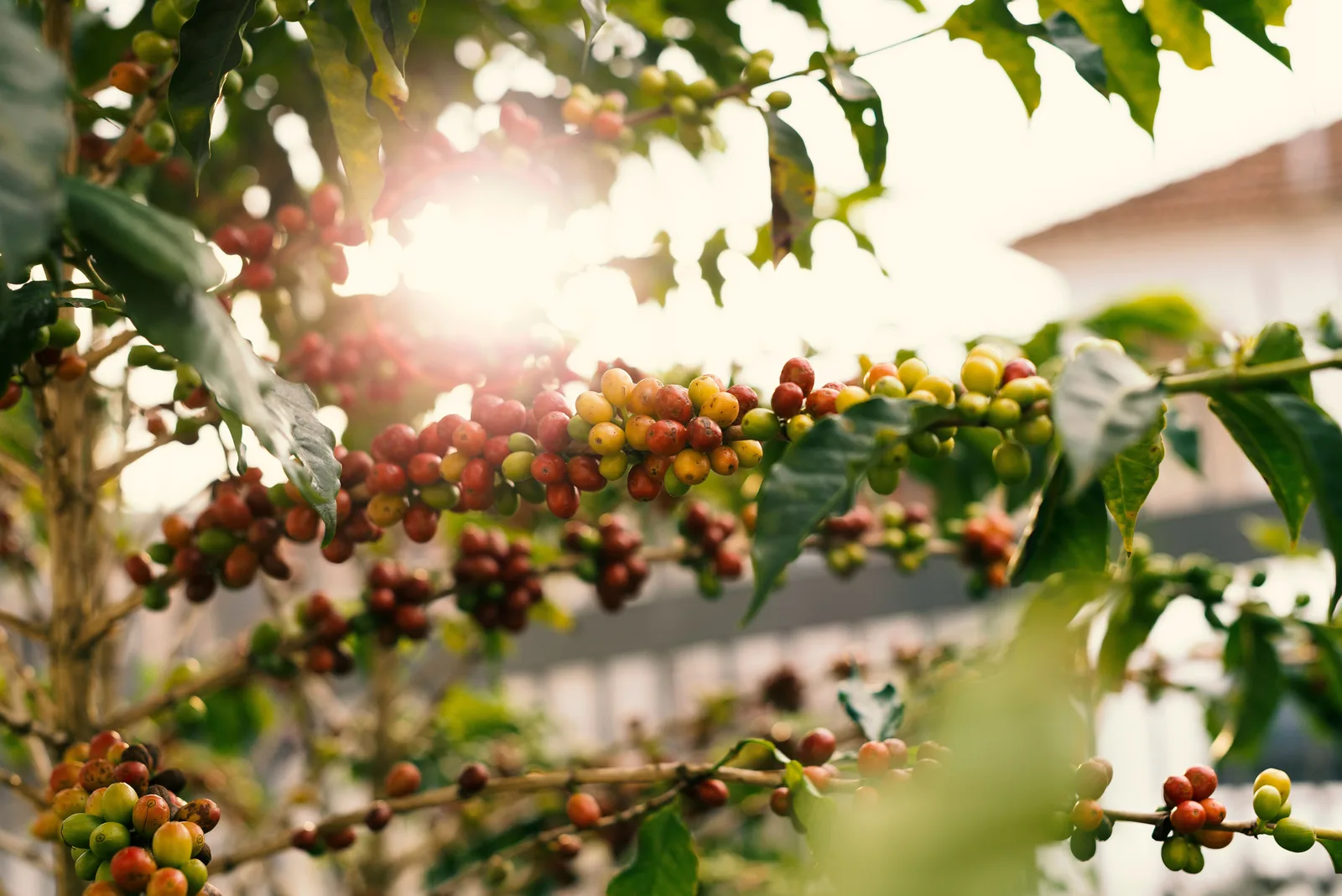 Ramos de cafeeiro com frutos verdes, amarelos e vermelhos iluminados pelo sol