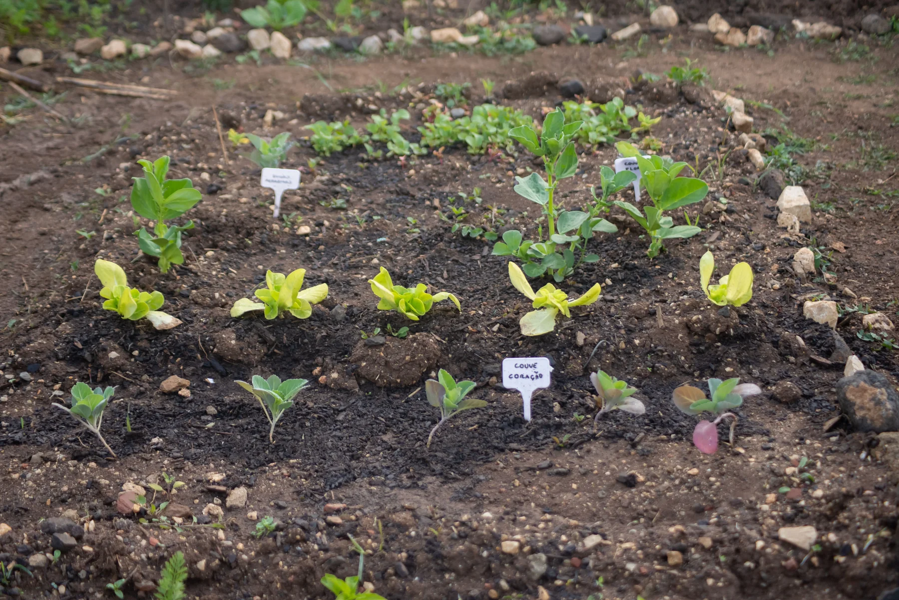 Mudas jovens plantadas em um canteiro de terra